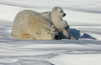 Luca Bracali Wildlife Photographer