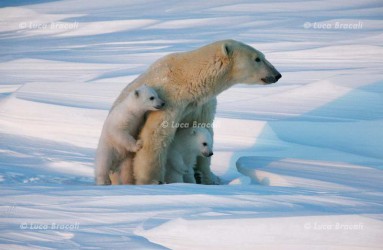 Luca Bracali Wildlife Photographer