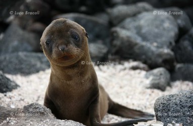 Luca Bracali Wildlife Photographer