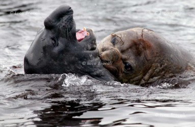 Luca Bracali Wildlife Photographer