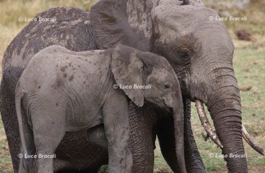 Luca Bracali Wildlife Photographer