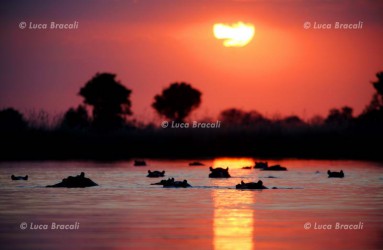 Luca Bracali Wildlife Photographer