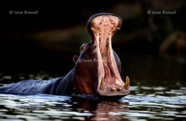 Luca Bracali Wildlife Photographer