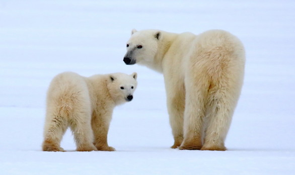 Workshop fotografico Canada con Luca Bracali nel regno degli orsi polari