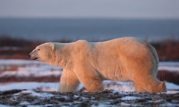 Workshop fotografico Canada con Luca Bracali nel regno degli orsi polari