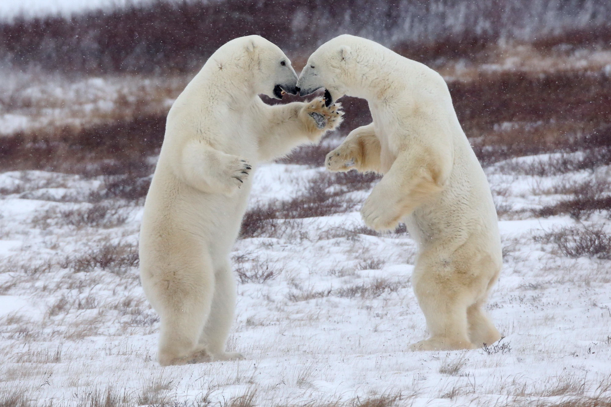 Canada_IQ2A2421_∏ Luca Bracali