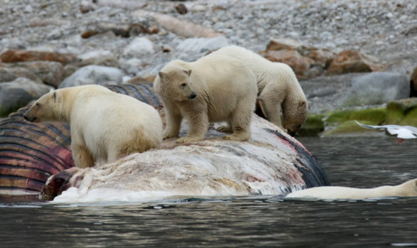 Workshop fotografici Svalbard con Luca Bracali