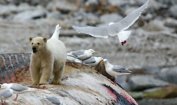 Workshop fotografici Svalbard con Luca Bracali