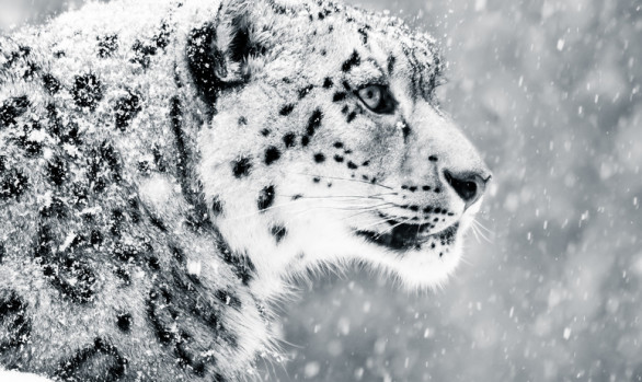 Snow Leopard - Viaggi fotografici in Ladak con Luca Bracali
