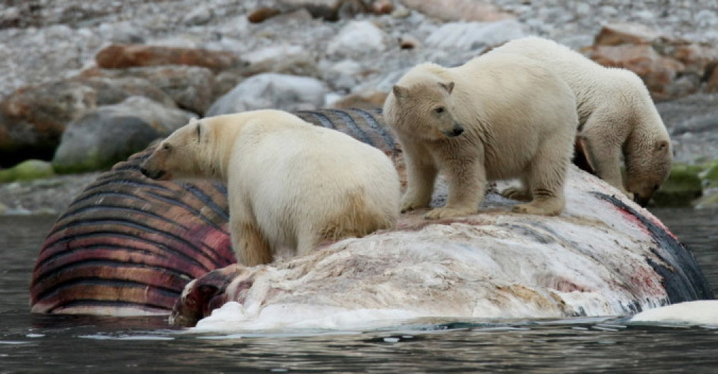 Viaggio fotografico alle isole Svalbard