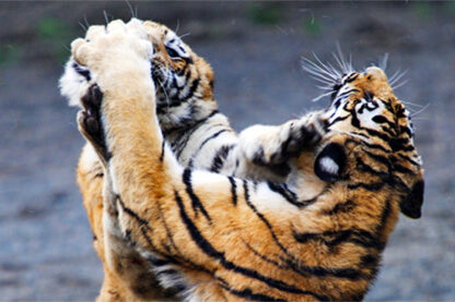 Viaggio fotografico in India, Tiger Safari