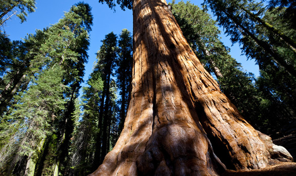 Workshop fotografico parchi usa con Luca Bracali Sequoia Park