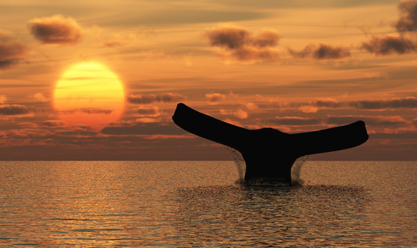 Workshop fotografico Groenlandia con Luca Bracali : balena nel mare del nord