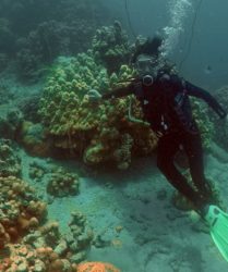Viaggio fotografico in Madagascar : immersione subacquea