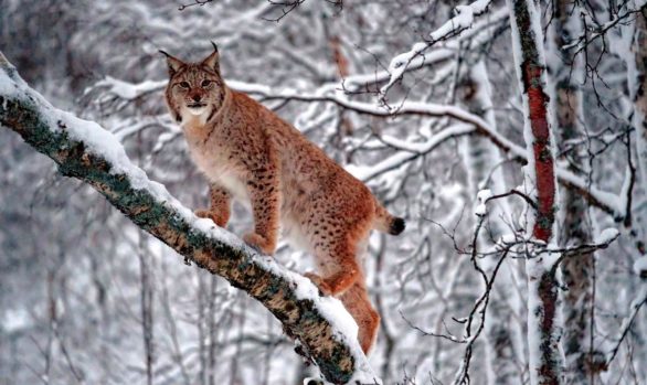 Lince in Norvegia - foto di Luca Bracali