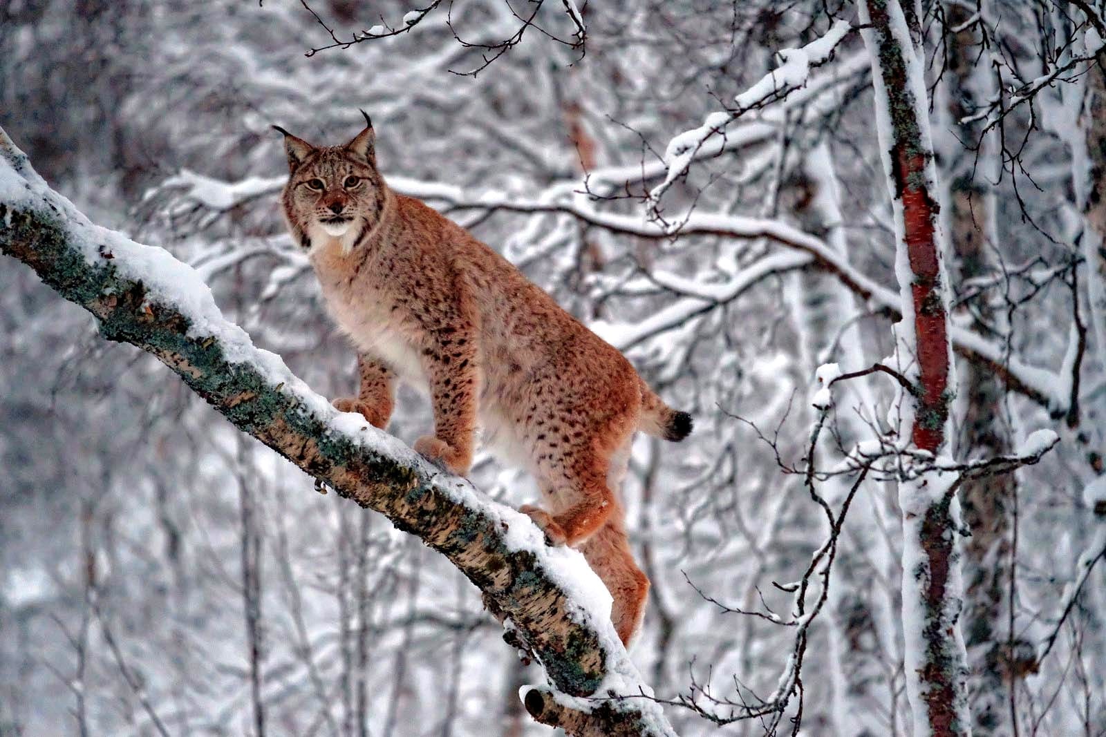 Lince in Norvegia - foto di Luca Bracali