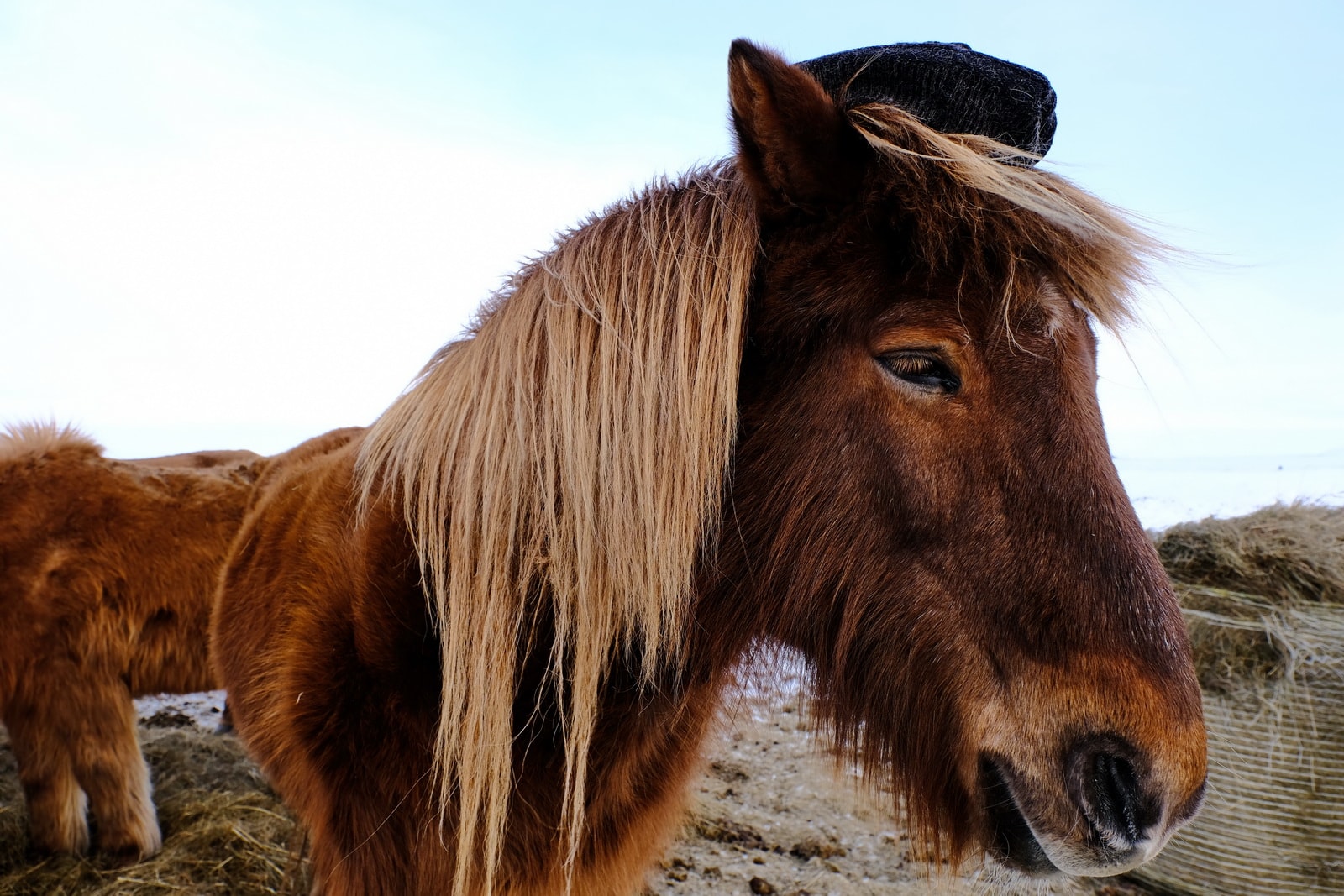 cavalli selvaggi in Islanda, foto di Luca Bracali