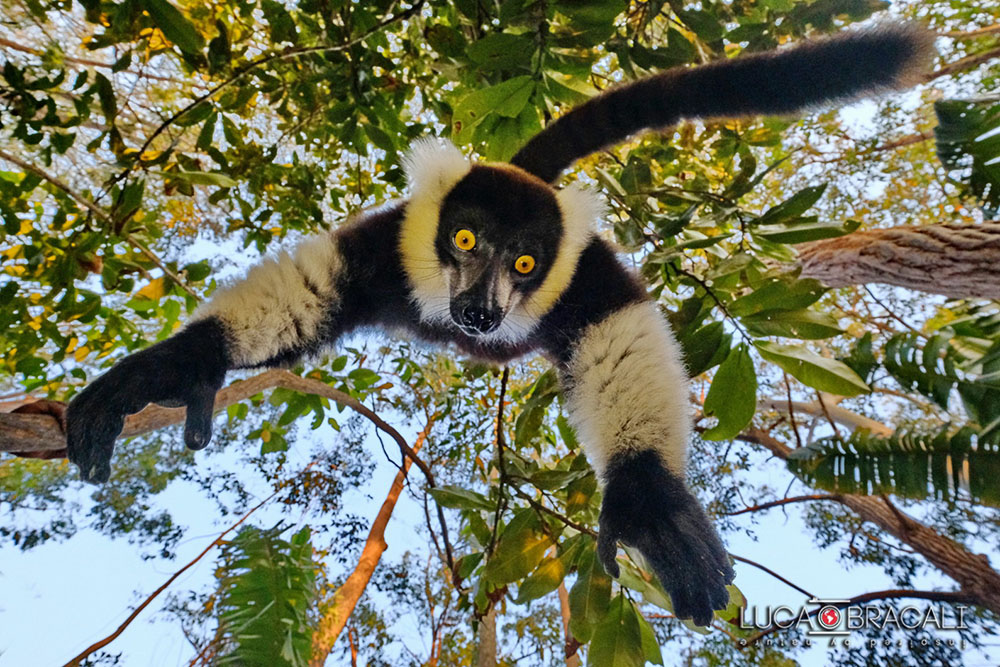 Madagascar_2017_Luca_Bracali01