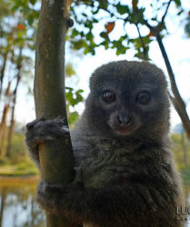 Viaggio fotografico in Madagascar con Luca Bracali