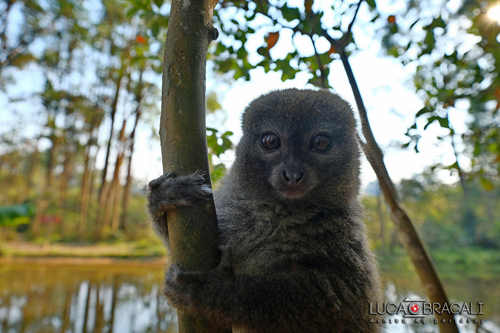 Madagascar_2017_Luca_Bracali03