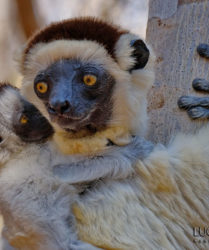 Viaggio fotografico in Madagascar con Luca Bracali