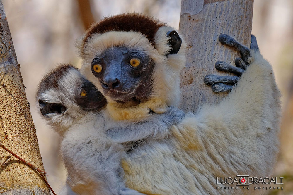 Madagascar_2017_Luca_Bracali04