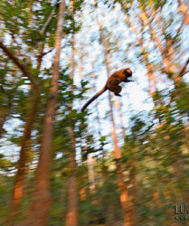 Viaggio fotografico in Madagascar con Luca Bracali