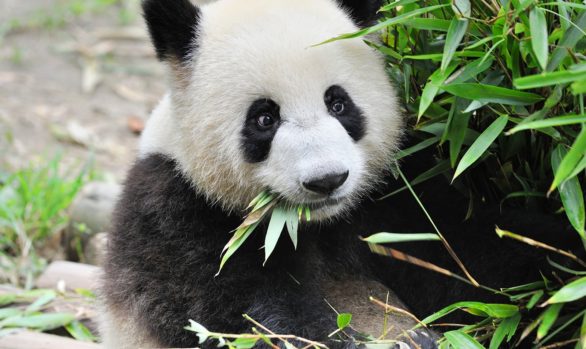 Viaggio fotografico in Cina con Luca Bracali - Panda