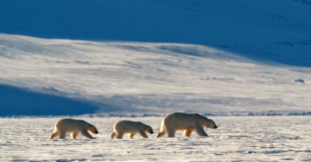 Viaggio fotografico Isole Svalbard con Luca Bracali