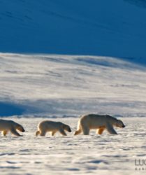 Viaggio fotografico Isole Svalbard con Luca Bracali