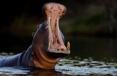 Viaggio fotografico in Kenya con Luca Bracali - Ippopotamo