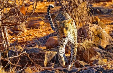 Viaggio fotografico in Kenya con Luca Bracali