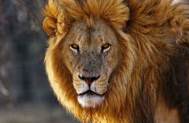 Viaggio fotografico in Kenya con Luca Bracali Lion