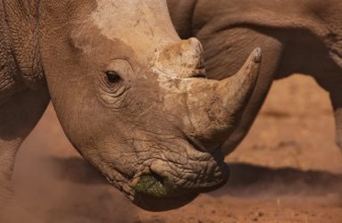 Viaggio fotografico in Kenya con Luca Bracali - Rinoceronte