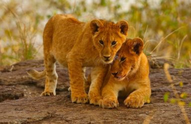 Viaggio fotografico in Kenya con Luca Bracali