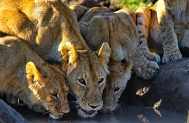 Viaggio fotografico in Kenya con Luca Bracali
