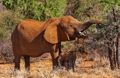 Viaggio fotografico in Kenya con Luca Bracali