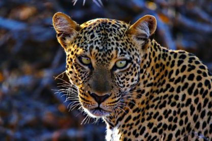Viaggio fotografico in Kenya
