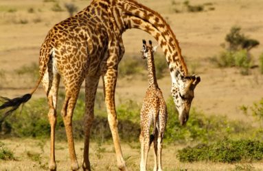 Viaggio fotografico in Kenya con Luca Bracali