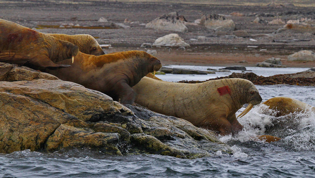 Svalbard, trichechi, foto di Luca Bracali