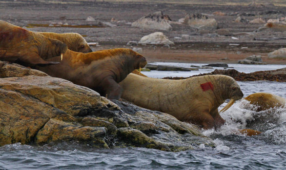 Svalbard, trichechi, foto di Luca Bracali