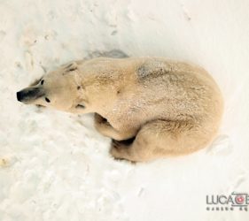 Viaggio fotografico in Canada, orso polare, foto di Luca Bracali