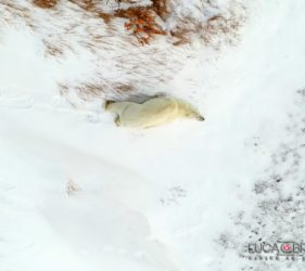 Viaggio fotografico in Canada, alla scoperta degli orsi polari con Luca Bracali