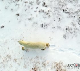 Viaggio fotografico in Canada, orso polare, foto di Luca Bracali