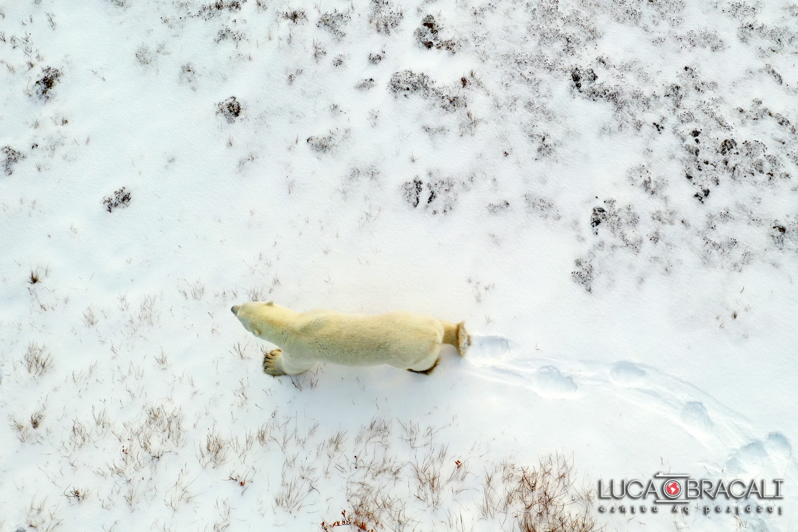 Viaggio fotografico Canada orsi polari 03-min