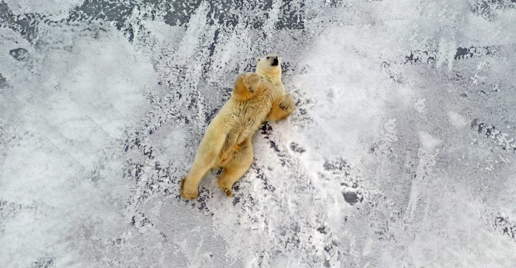 Viaggio fotografico in Canada, orso polare