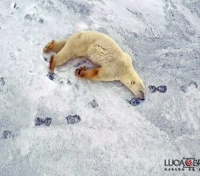 Viaggio fotografico in Canada, orso polare, foto di Luca Bracali