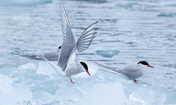 Isole Svalbard Birds
