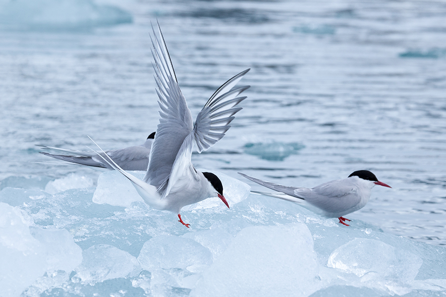 viaggio fotografico svalbard birds