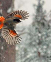 Viaggio fotografico in Finlandia con Luca Bracali